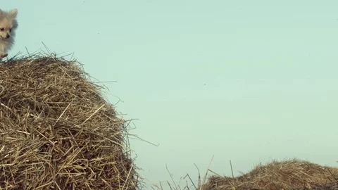 A funny puppy is jumping. Stock Footage 84187554