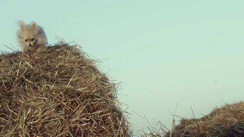 A funny puppy is jumping. Stock Footage 84187622