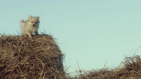 A funny puppy is jumping. Stock Footage 84187654