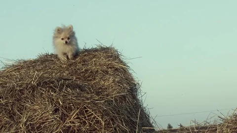 A funny puppy is jumping. Stock Footage 84187685