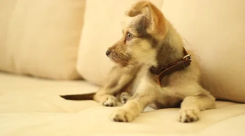 Funny puppy lying on the couch and shakes his head Stock Footage 40314060