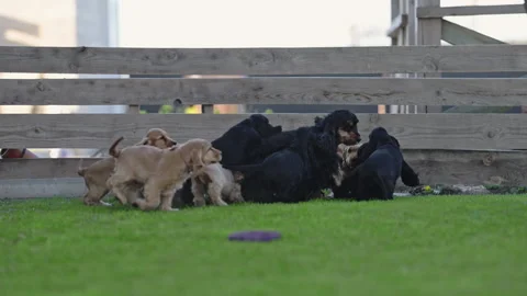 Funny puppy pack attacking mother playfully Stock Footage 316420071