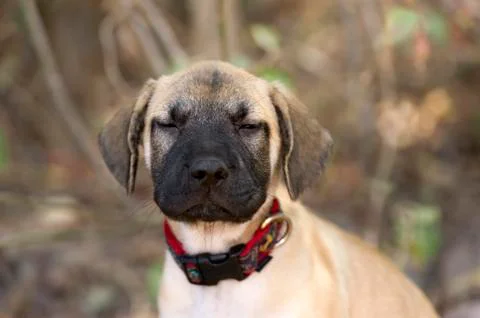 Funny Puppy Stock Photos