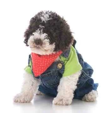 Funny puppy Stock Photos