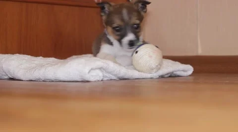 Funny puppy playing Stock Footage 62350662