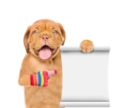 Funny puppy points at an empty scroll. isolated on white background Stock Photos