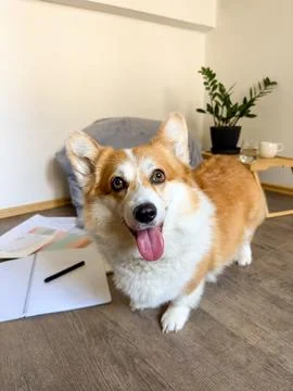 Funny puppy stands next to school notebooks Stock Photos