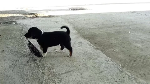 A funny puppy is walking in the yard Stock Footage 322166284