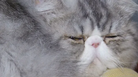 Funny purebred cat Stock Footage 30588191