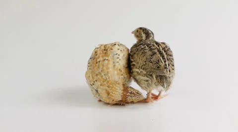Funny quails Stock Footage 23116083