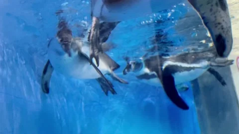 Funny quick joyful penguin floating and swimming in water inside oceanarium Stock Footage 280711590