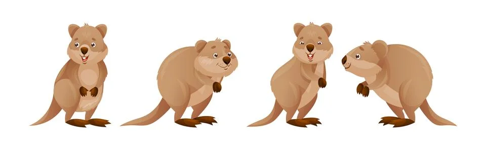 Funny Quokka as Short-tailed Scrub Wallaby with Rounded Ears in Different Pose Stock Illustration