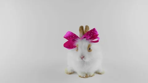 Funny rabbit with brown ears and pink bow, washing itself, drops the bow Stock Footage 103132152