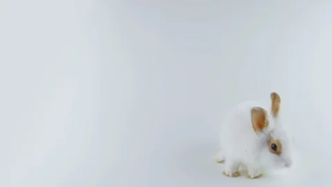 Funny rabbit with brown ears, stands up on two legs, white background Stock Footage 102424896