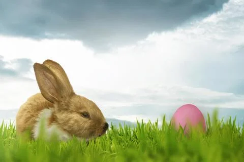 Funny rabbit with easter eggs Stock Photos