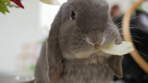 Funny rabbit is eating greens from a plate, close-up of a muzzle Stock Footage 74065853