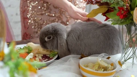 Funny rabbit eats a banana and greens at table, it is caressed by women's hands Stock Footage 74066058