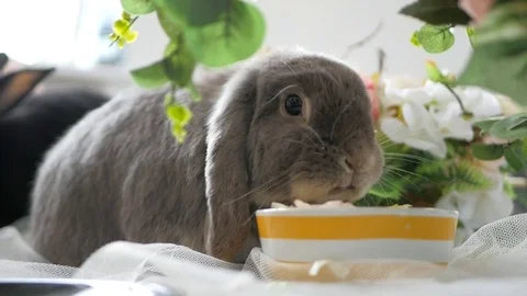 Funny rabbit eats  greens at wooden table Stock Footage 74065883