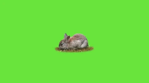 Funny rabbit Stock Footage 69216857