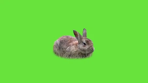 Funny rabbit on the grass Stock Footage 69216782
