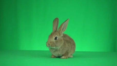 Funny Zoom Backgrounds Stock Video Footage | Royalty Free Funny Zoom ...