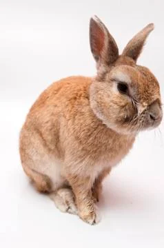 Funny rabbit Stock Photos