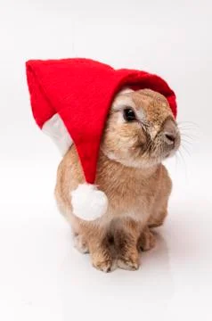 Funny rabbit 写真素材