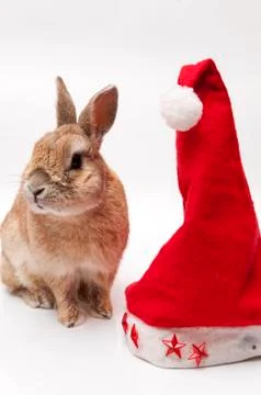 Funny rabbit 写真素材