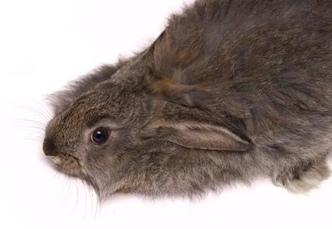 Funny rabbit Stock Photos