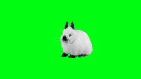 Funny rabbit sitting and looking Stock Footage 69216802