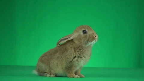 Funny rabbit sniffing on a green background Stock Footage 82160957