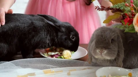  Funny rabbits eats a banana and greens, they is caressed by women's hands Stock Footage 74065788