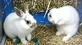 Funny rabbits HD Footage