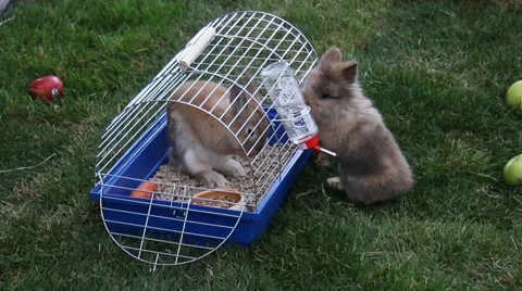 Funny rabbits on the grass  Stock Footage 63167164