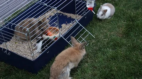 Funny rabbits on the grass Stockbeeldmateriaal 63167259