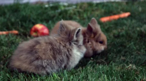Funny rabits on the grass Stock Footage 63167277
