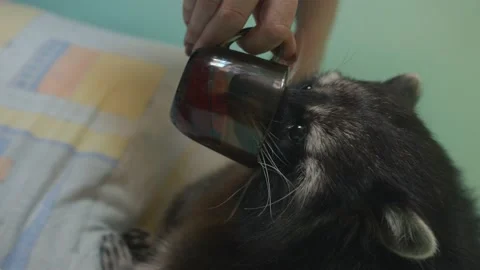 Funny raccoon drinks from a cup held by a woman. Close-up. Vertical video. The Stock Footage 181908256