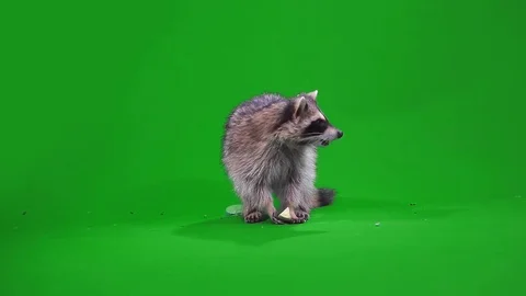 Funny raccoon eating an Apple Stock Footage