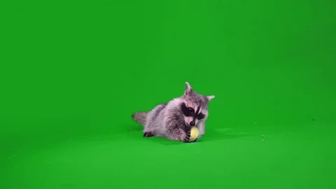 Funny raccoon Stock Footage 70629448