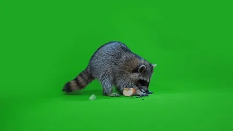 Funny raccoon Stock Footage