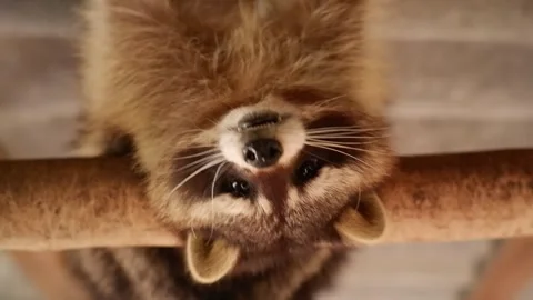 Funny raccoon hanging upside down on branch Видео 337033007