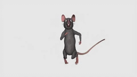 Funny Rat Dancing Loop I Alpha Stock Video Pond5