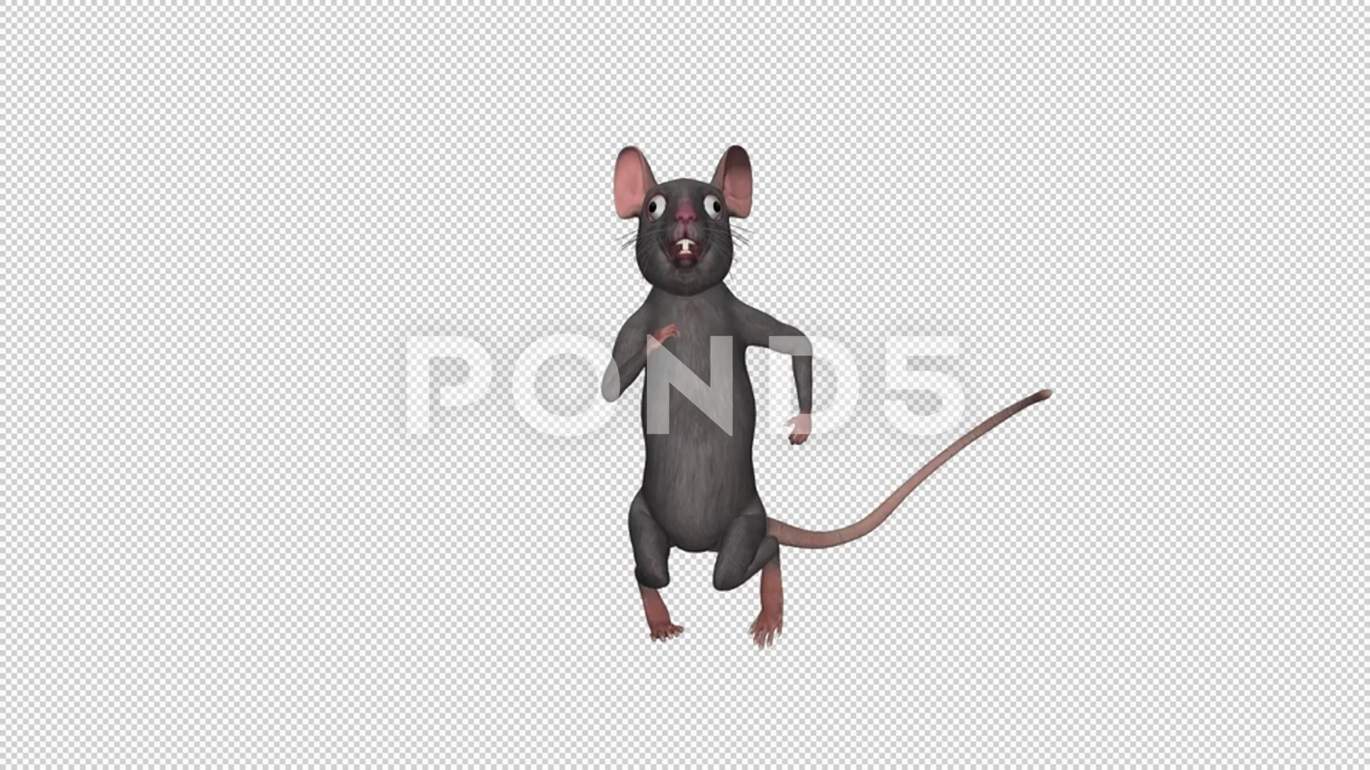 Funny Rat - Dancing Loop - I - Alpha Cha... | Stock Video | Pond5