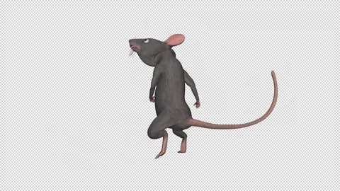 Funny Rat - Dancing Loop - IV - Alpha Channel Stock Footage 161670641