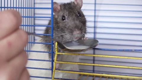 Funny rat drinking Stock Footage 103092860