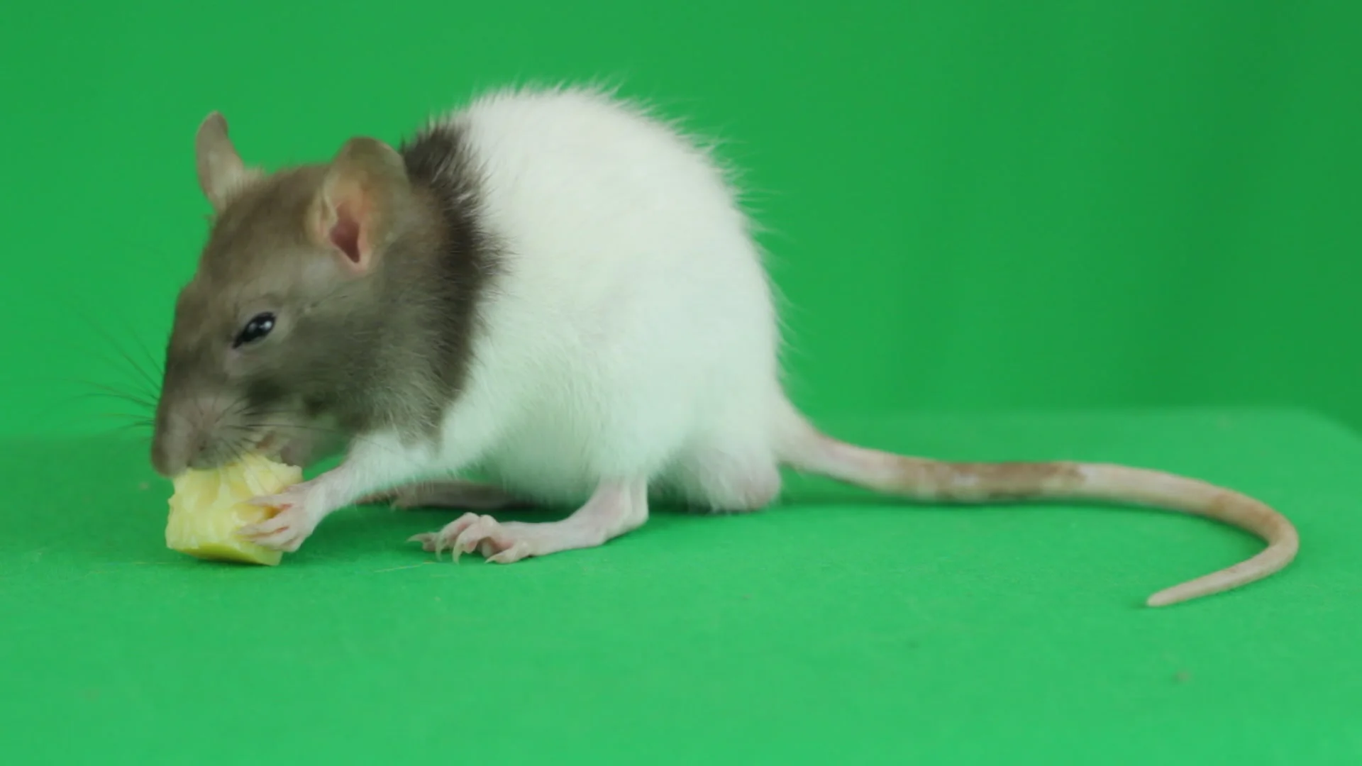 funny rat eating cheese on a green backg... | Stock Video | Pond5