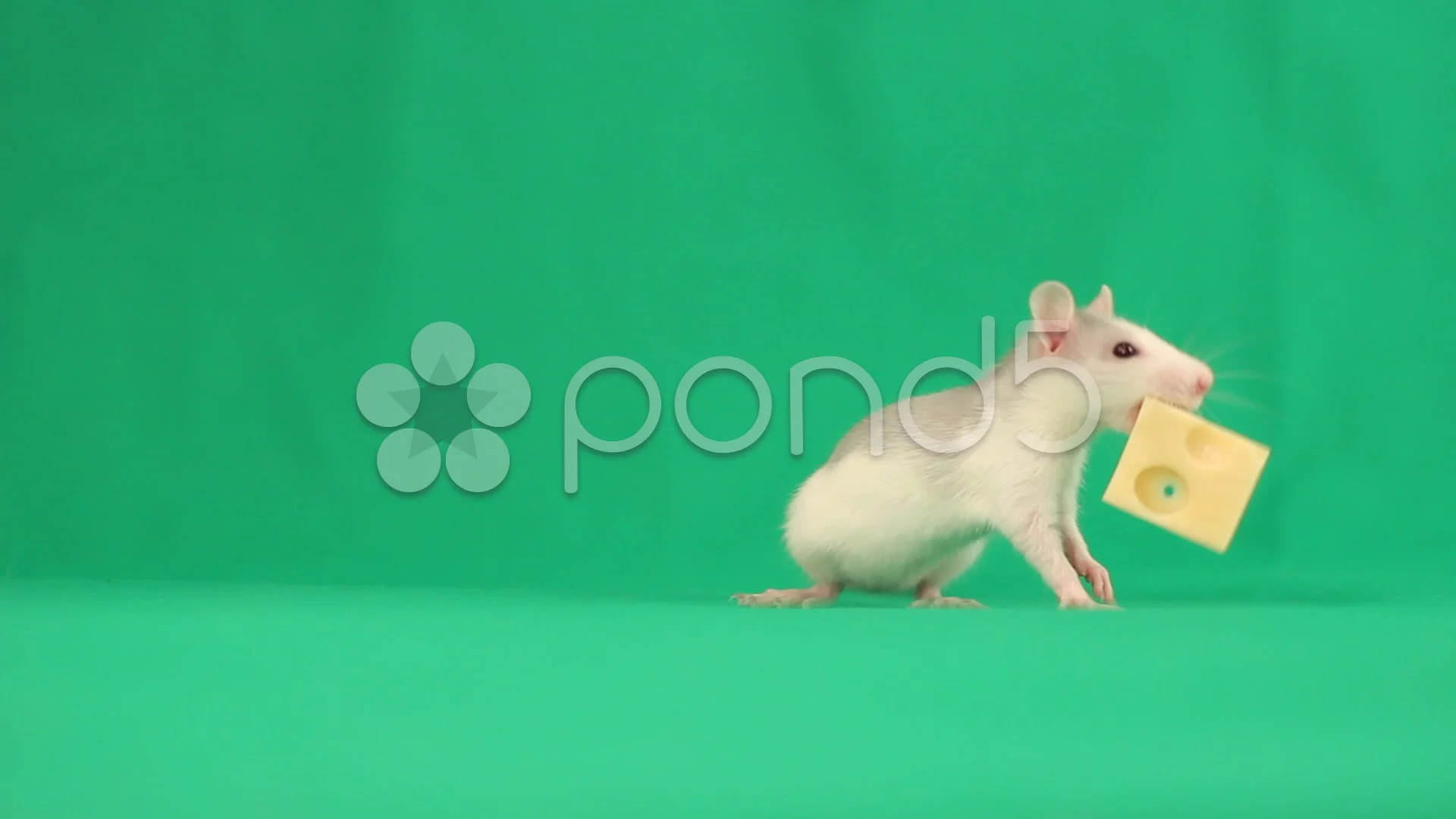 funny rat eating a piece of cheese on a ... | Stock Video | Pond5