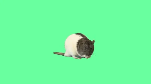 funny rat eats on green screen Stock Video Pond5