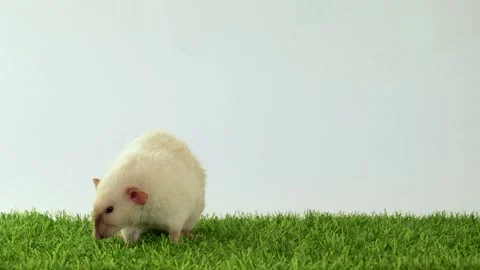 Funny rat on green A healthy Stock Video Pond5
