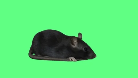 Funny rat on green screen, side view Stock Footage